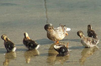 Прикрепленное изображение: u33.jpg